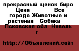 прекрасный щенок биро › Цена ­ 20 000 - Все города Животные и растения » Собаки   . Псковская обл.,Невель г.